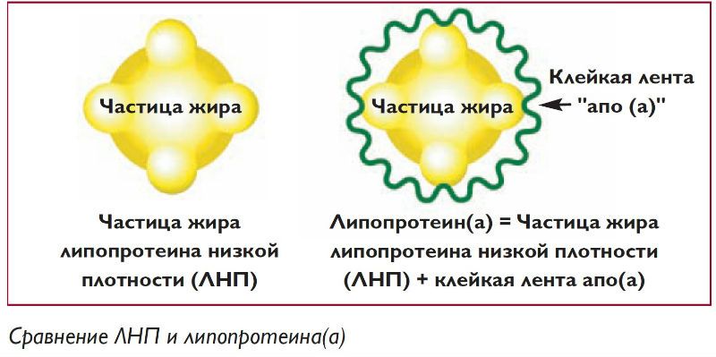 Доктор Рат. Глава 3. Холестерин. Рисунок 2,2.jpg