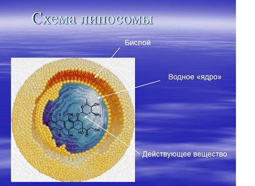 Липосомы 3.jpg