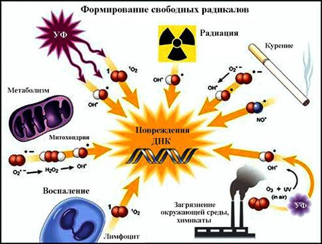 Формирование свободных радикалов.jpg