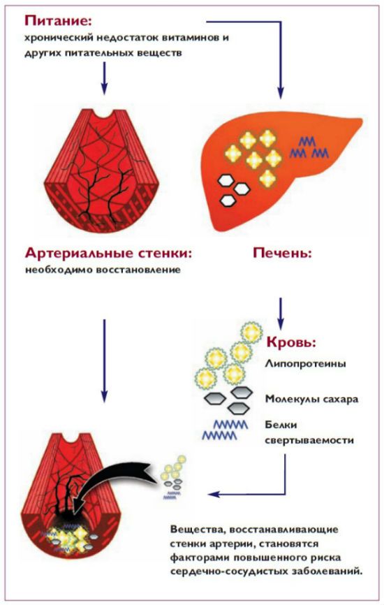 Доктор Рат. Глава 3. Холестерин. Рисунок 1,2.jpg
